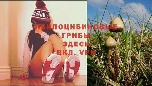 стаф Заводоуковск